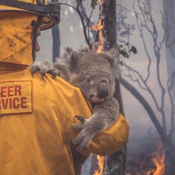 It breaks my heart to see this. Australia is on fire and it has been for too lon...