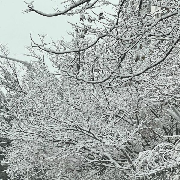 겨울의 나무가 좋아
눈을 입은 겨울의 나무가 좋아 …